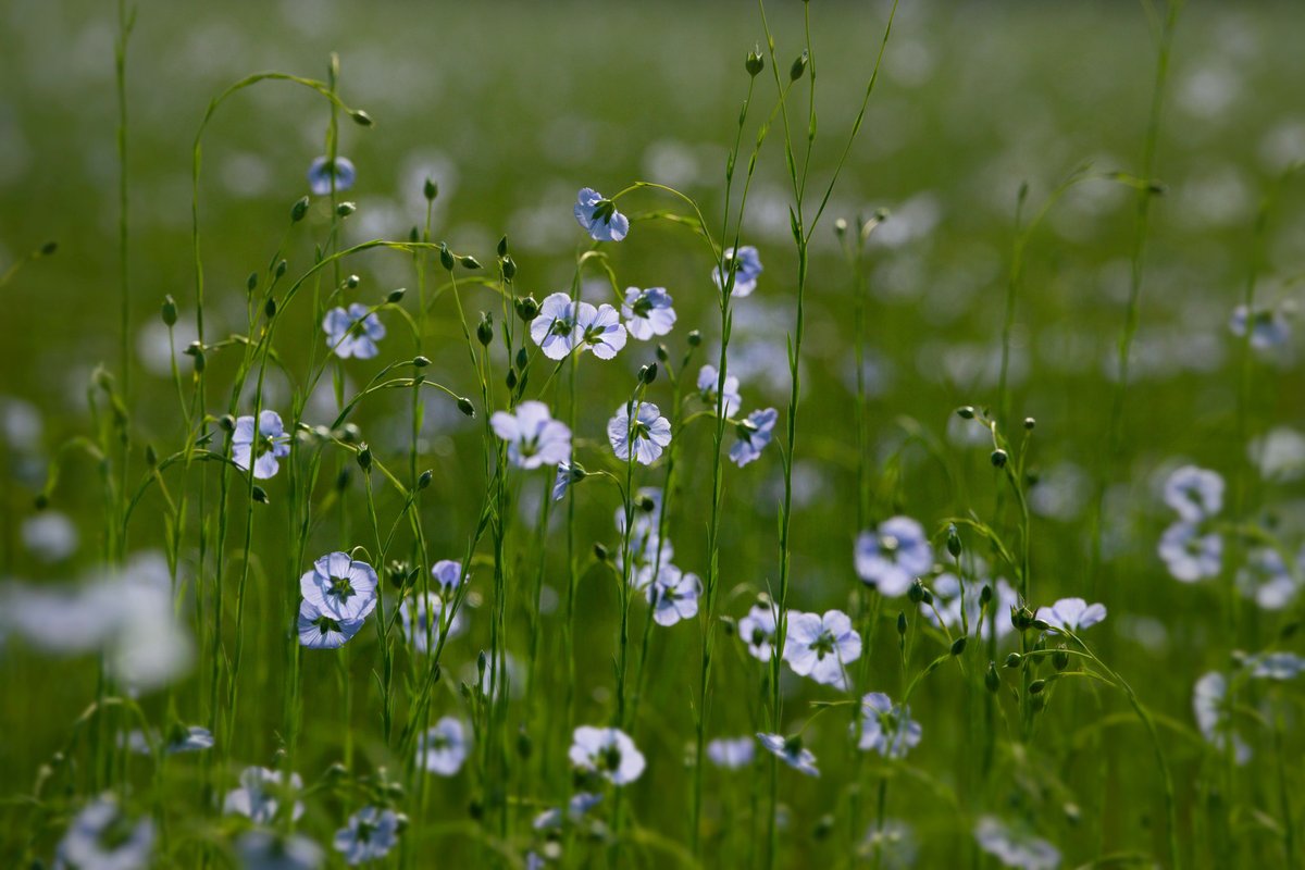 #vrtweer Waregem, de vlasbloem kiest resoluut voor de kant van de zon
<a href="/Weerbord/">Weerbord☀️☔️</a>
#weerbericht #meteo #weerfoto
<a href="/meteobenl/">KMI</a>
<a href="/BuienradarBE/">BuienradarBE</a>
<a href="/Texturekortrijk/">Museum Texture</a>
#vlassafari