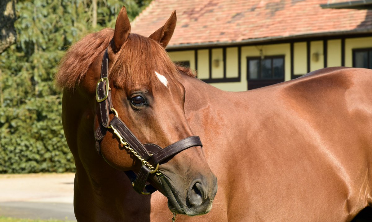 ⭐ A runaway winner of the 2020 Commonwealth Cup (Gr.1), Golden Horde will have his first yearlings catalogued this summer.
 youtu.be/wtM5jQu9IsU 

@RoyalAscotSite #commonwealthcup