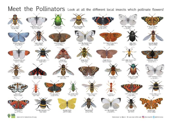Fantastic species ID charts by the amazing @hill_marian who recently featured on @BBCSpringwatch are available & are a brilliant resource. Download your own copy, record what you see & and help biodiversity recovery in your local area. liveherelovehere.org/cgi-bin/generi… #insectweek