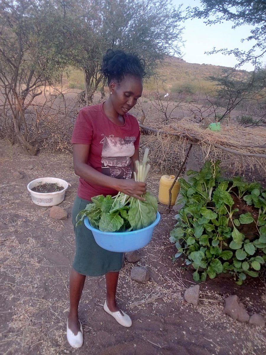 #FieldFriday, Who would have thought that the Kenya Maasai Community well known for their pastoralist nature would make good farmers! We advised them to try our kitchen garden project. The results are impressive.