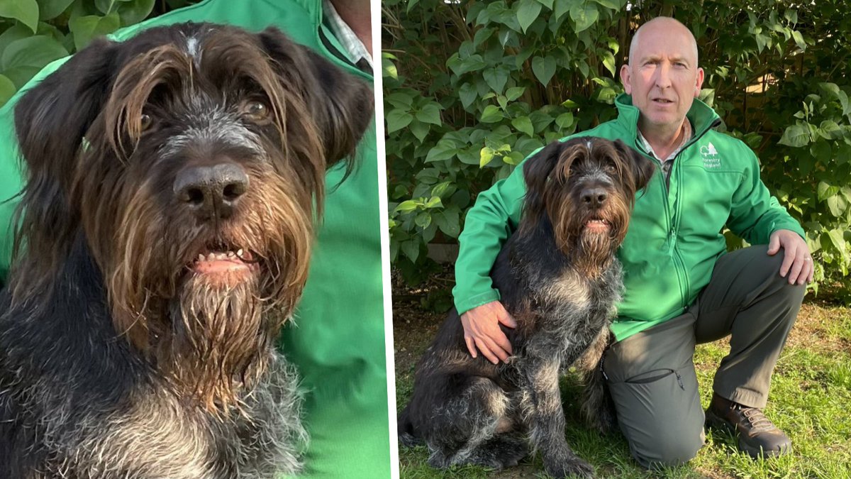 Meet Ross and Frankie, the newest members of the Westonbirt team! Ross, Westonbirt's new Wildlife and Conservation Ranger, brought his furry friend, Frankie, to work today for Bring Your Dog to Work Day. 🐕 🐾 😊 👍 #BringYourDogToWorkDay #WestonbirtWalkies