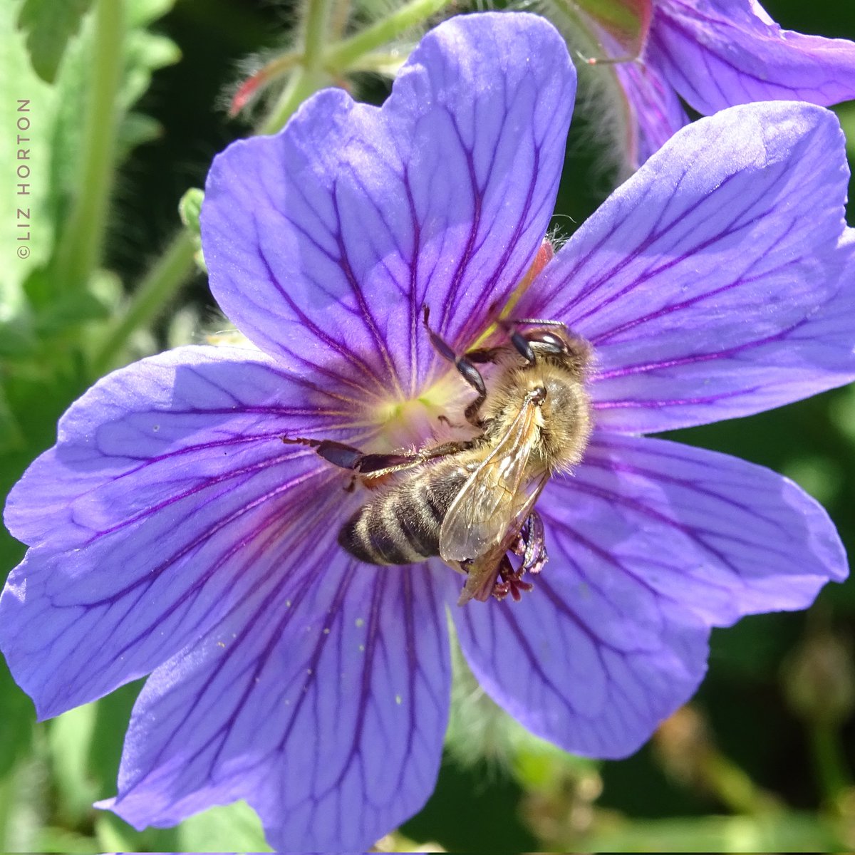 Super #honeybee..wonderful little pollinator on a #beefriendlyflower.
Perennial Geranium / Cranesbill
#InsectWeek #InsectWeek23
#nature #wildlife #bees #photography 
#pollinators #naturephotography
#flowers #naturelovers .. 🐝💜🕊