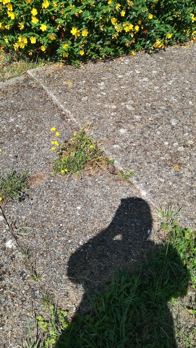 xylome's tweet photo. Bonjour @caenlamer #SOSRue, les grosses plaques de béton qui constituent la piste cyclable, au niveau du 60 rue de l’Ormelet à Mouen, ont bougé avec le temps et ne sont plus bord à bord : c’est l’explosion des chambres à air garantie ! Merci d’intervenir. cc: @derailleurs_14 https://t.co/8Raex1w798