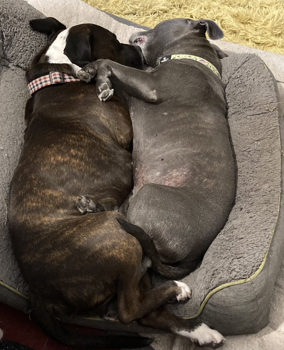 It’s @BringDogtoworkday #bringyourdogtoworkday I may be working from home today but Daisy & Dylan have joined me by my desk. They are not being much help at the moment as they are on their nap break!