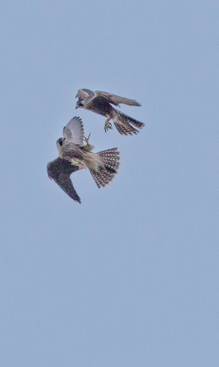 cd1mages's tweet image. All four young peregrines are in flight school together around the tower @WorcCathedral . Here's a bit of in-flight defence practice. @WorcsWT @_BTO @Natures_Voice @myworcester @WorcesterTIC @worcestermuseum @Hawkandowluk