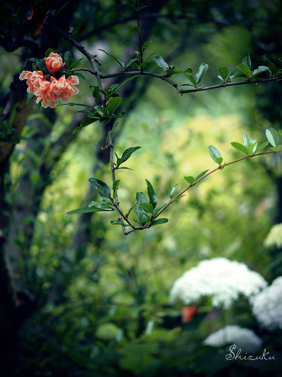 秘密の花園