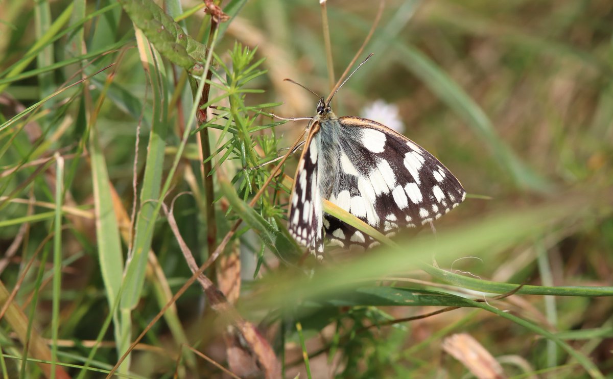 I haven't seen many #Butterflies this year so took myself of to Wye NNR large numbers of Small Heath  Marbled White Large Skipper @Britnatureguide @savebutterflies @BCKentBranch