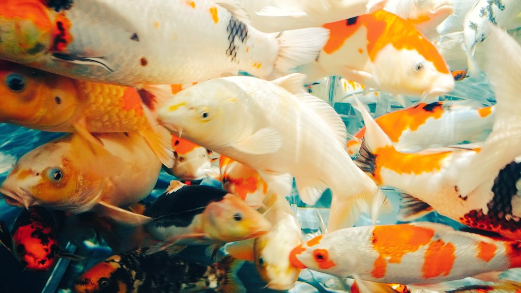 「鯉」稲田🌾🌾🌾のイラスト