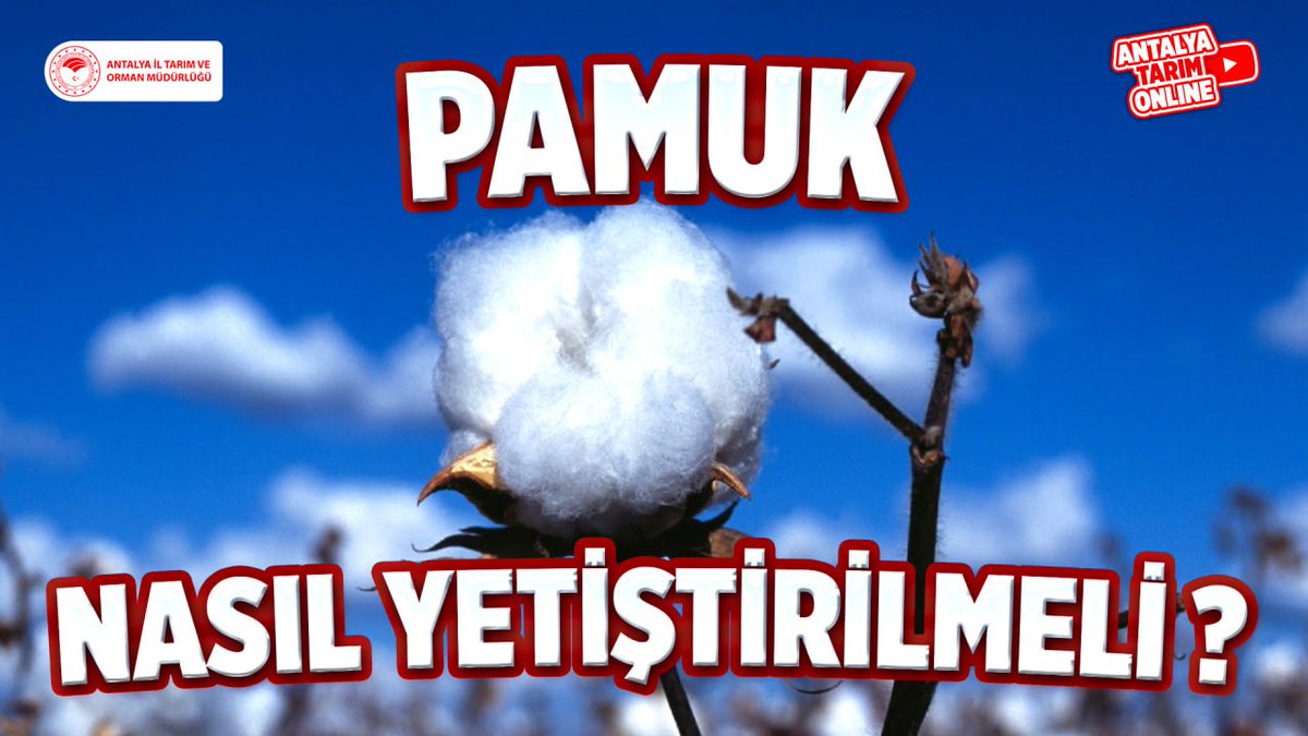 Antalya İl Tarım ve Orman Müdürlüğü (@antalyailtarim) on Twitter photo Kıymetli Çiftçilerimiz
#Pamuk Yetiştiriciliği hakkında gerekli tüm bilgileri #ücretsiz sunduğumuz eğitimlerimize 👇linkten ulaşabilirsiniz👇
youtube.com/live/nrHVdBb7f…
#NasılYetiştirmeli?
#GelecekTarımda
#TarımAntalyada
<a href="/gokhankaraca_/">Gökhan Karaca</a> <a href="/ersinyazici1/">Ersin YAZICI</a> <a href="/ibrahimyumakli/">İbrahim Yumaklı</a>
#Antalya Kıymetli Çiftçilerimiz
#Pamuk Yetiştiriciliği hakkında gerekli tüm bilgileri #ücretsiz sunduğumuz eğitimlerimize 👇linkten ulaşabilirsiniz👇
youtube.com/live/nrHVdBb7f…
#NasılYetiştirmeli?
#GelecekTarımda
#TarımAntalyada
<a href="/gokhankaraca_/">Gökhan Karaca</a> <a href="/ersinyazici1/">Ersin YAZICI</a> <a href="/ibrahimyumakli/">İbrahim Yumaklı</a>
#Antalya