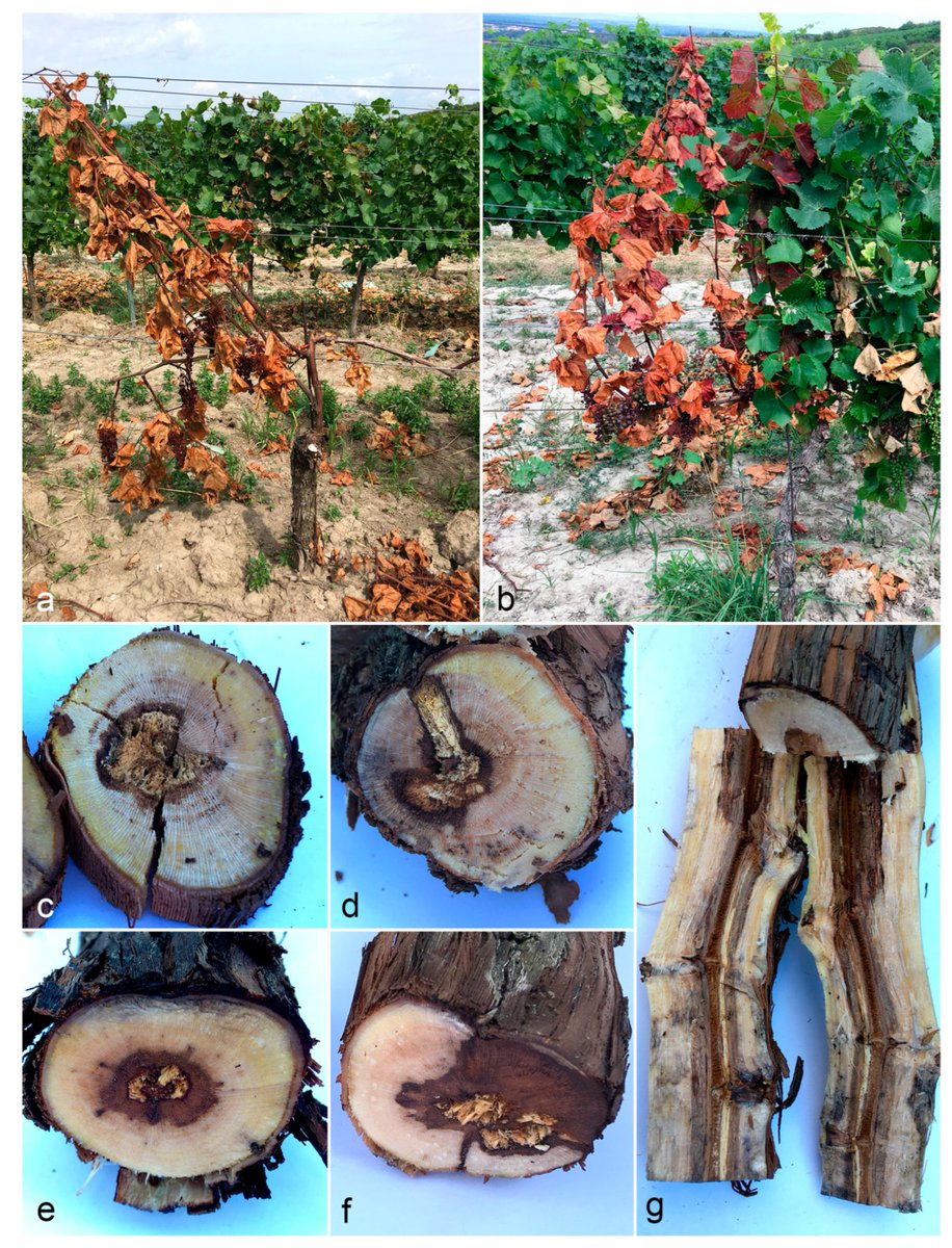 Our new paper:
Diversity of Botryosphaeriaceae Species Associated with Grapevine Trunk Diseases in the Czech Republic
mdpi.com/1424-2818/15/7…

Yes, it is MDPI, but if the student is in a hurry due to his PhD defense, it is a logical choice. Great job, Milan! Great job, team!