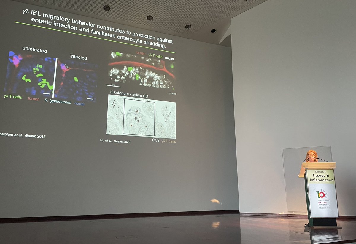 BSilva_Santos's tweet photo. Last day, last session: Tissues &amp; Inflammation starting with @EdelblumLab giving an overview including her great work on intestinal gamma-delta intraepithelial lymphocytes :) #gd2023 https://t.co/yUWSzxmLOu