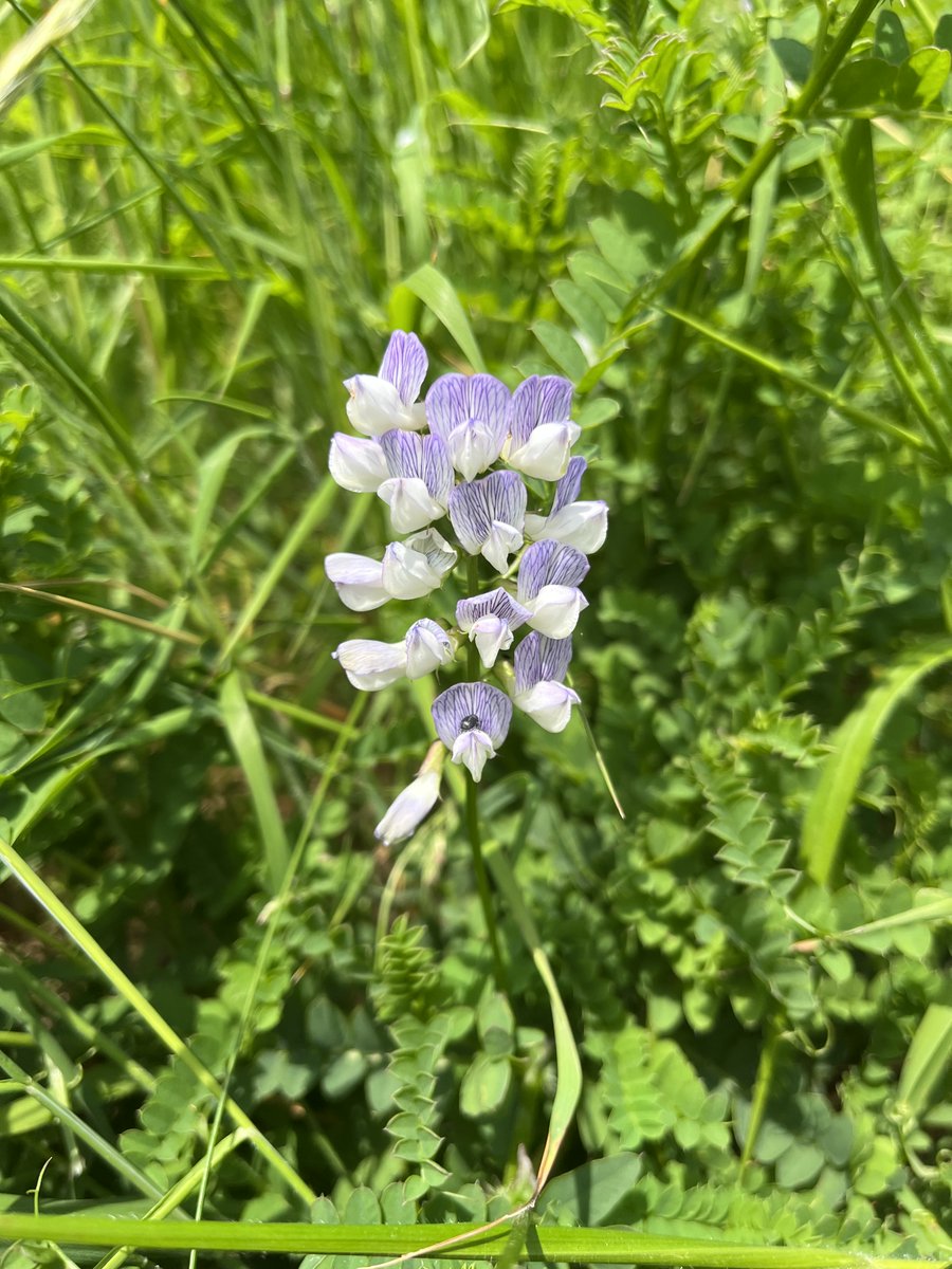 The stunning Wood Vetch, growing at #DunnottarCastle. This gorgeous member of the pea family has declined across its range, possibly linked to changing woodland management. Find out more at plantatlas2020.org/atlas/2cd4p9h.…
#wildflowerhour #PlantAtlas