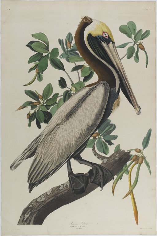 Our next aquatint is by John Audubon (1785-1851) and is 'Brown Pelican' from about 1835. #aquatint #aquatints #audubon #pelican #johnaudubon #johnjamesaudubon #artworks #print #prints