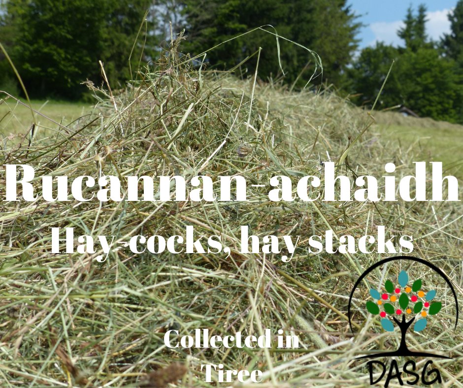 lght.ly/pj3197j
👨‍🌾
RUCANAN-SAOIDH - HAY STACKS
🌱
#Buain #Harvest #Feur #Saoidh #Hay
#Tuathanachas #Farming #Feirmeoireacht
🌾
#Tiriodh #Tiree #EarraGhàidheal #Argyll #Alba #Scotland
-
#Alba #Scotland
#Gàidhlig #Gaelic #ScottishGaelic
#DigitalArchiveofScottishGaelic #DASG