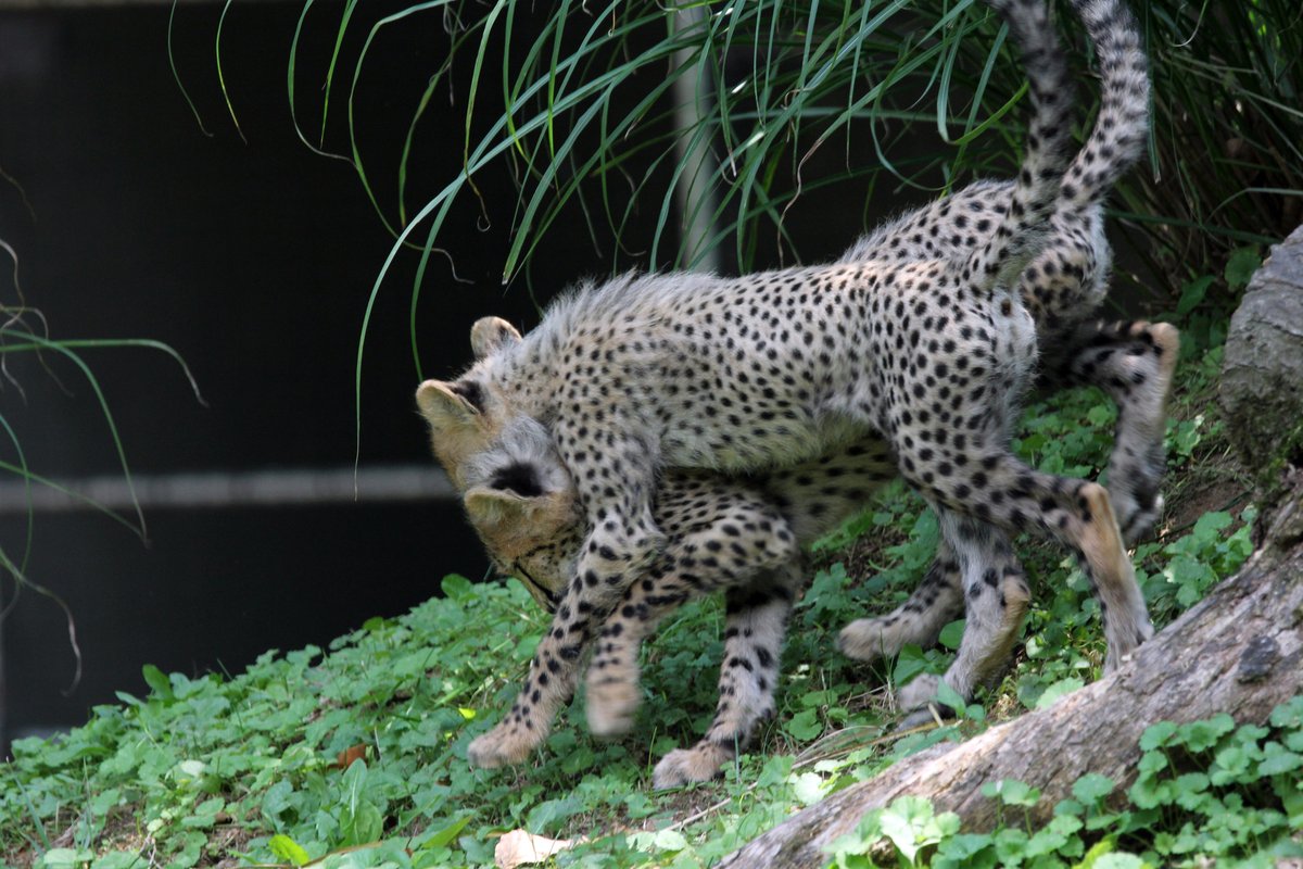 Hourly Cheetahs tweet media