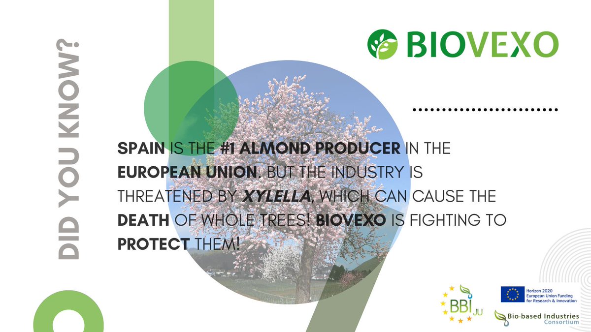 #DidYouKnow that #xylella is killing #almond trees in  Spain, threatening farmers, local economies, and centuries of tradition. @BiovexoProject's #innovative #biopesticides can help! @CBE_JU @biconsortium @EPPOnews @AITtomorrow2day @CNRsocial_ @Domca_Spain 💚🧑‍🌾👩‍🔬🔬🇪🇺