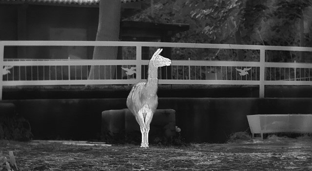 pergear_japan's tweet image. InfiRay 赤外線カメラ

一味違った自然を楽しむ

bitly.ws/JnbS

#InfiRay #サーマルカメラ #pergear