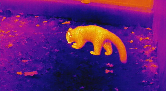 pergear_japan's tweet image. InfiRay 赤外線カメラ

一味違った自然を楽しむ

bitly.ws/JnbS

#InfiRay #サーマルカメラ #pergear