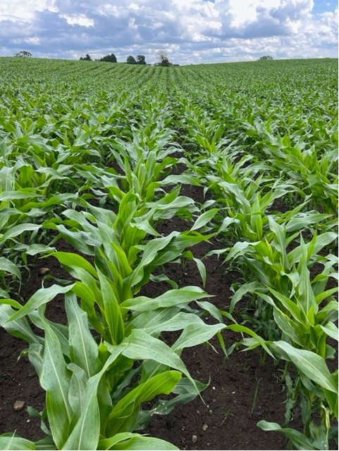 GreenGemAg's tweet photo. Drilled on the 21st May, 21st June crossing in the rows @ragtseedsuk Duxxbury #ForageMaize #RAGT https://t.co/BfKFZbrSmQ