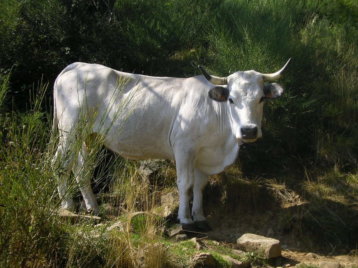 La note de #conjoncture #viande de juin 2023 est là ! Baisse du #cheptel, des #abattages, maintient des #cotations... Retrouvez les tendances 2023 :  
coordinationrurale.fr/images/section…
Pour la recevoir tous les mois, rendez-vous sur coordinationrurale.fr/sections/viand…