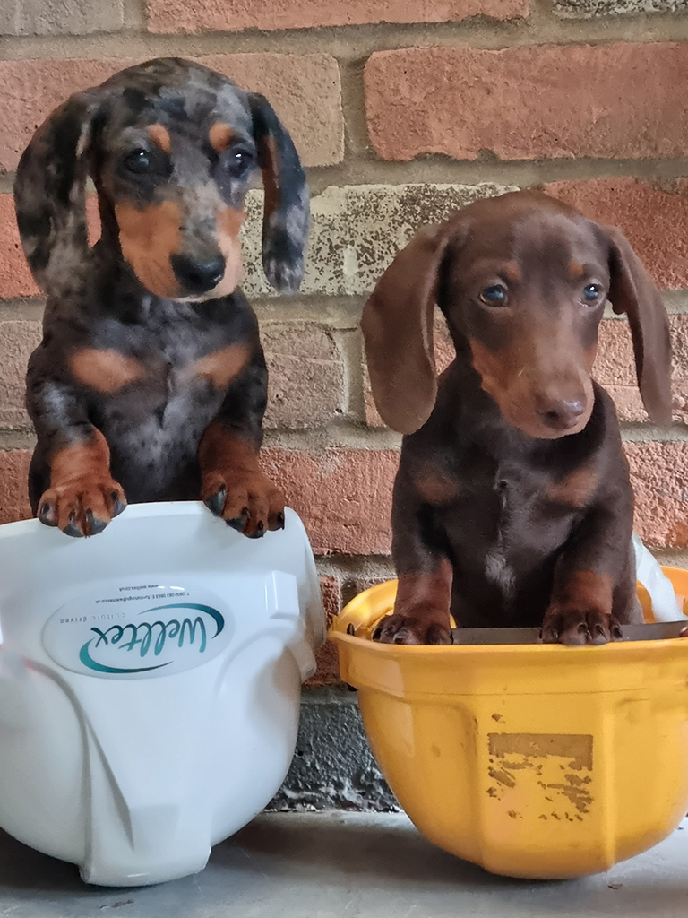 It's a great day at the Welltex offices! #bringyourdogtoworkday