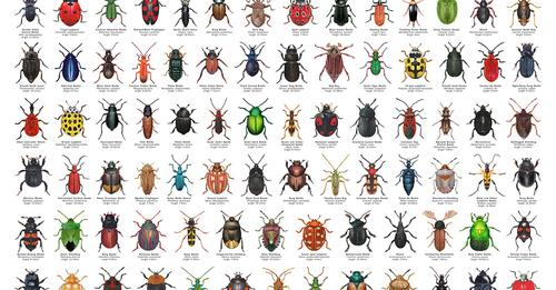 BUZZANDSCUTTLE.COM
Printable Resources
The printable resources on this page may be used for educational purposes only . Gytha Citroën30 Days Wild from The Wildlife Trusts

It is Insect Week this week and this site has  come VIA Amateur Entomologists' Society's Facebook page.