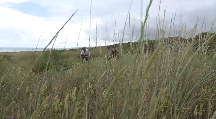 Alle 7,30 torna #BuongiornoRegione. Saremo in diretta da #Termoli per parlare dell'operazione #Maresicuro della Guardia Costiera.
Poi le storie di #giovani che investono sul #territorio e un progetto di #biodiversità a Marina di Petacciato

#IoSeguoTgr #tgrrai