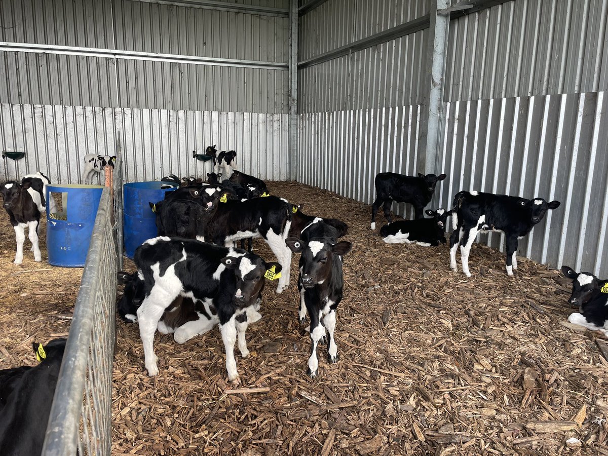 FullCircleNutr1's tweet photo. Magnificent winter growth at Lang Lang and Catani Vic thankyou for sharing the Kent family ,wonderful work @ThomasKent96 Wet soils are now productive soils https://t.co/SF5K5CXKdO