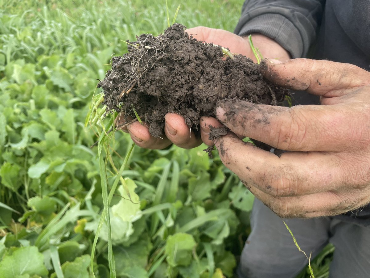 FullCircleNutr1's tweet photo. Magnificent winter growth at Lang Lang and Catani Vic thankyou for sharing the Kent family ,wonderful work @ThomasKent96 Wet soils are now productive soils https://t.co/SF5K5CXKdO