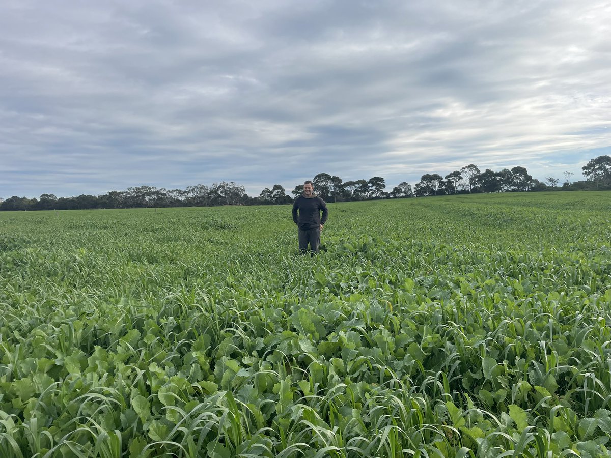 FullCircleNutr1's tweet photo. Magnificent winter growth at Lang Lang and Catani Vic thankyou for sharing the Kent family ,wonderful work @ThomasKent96 Wet soils are now productive soils https://t.co/SF5K5CXKdO