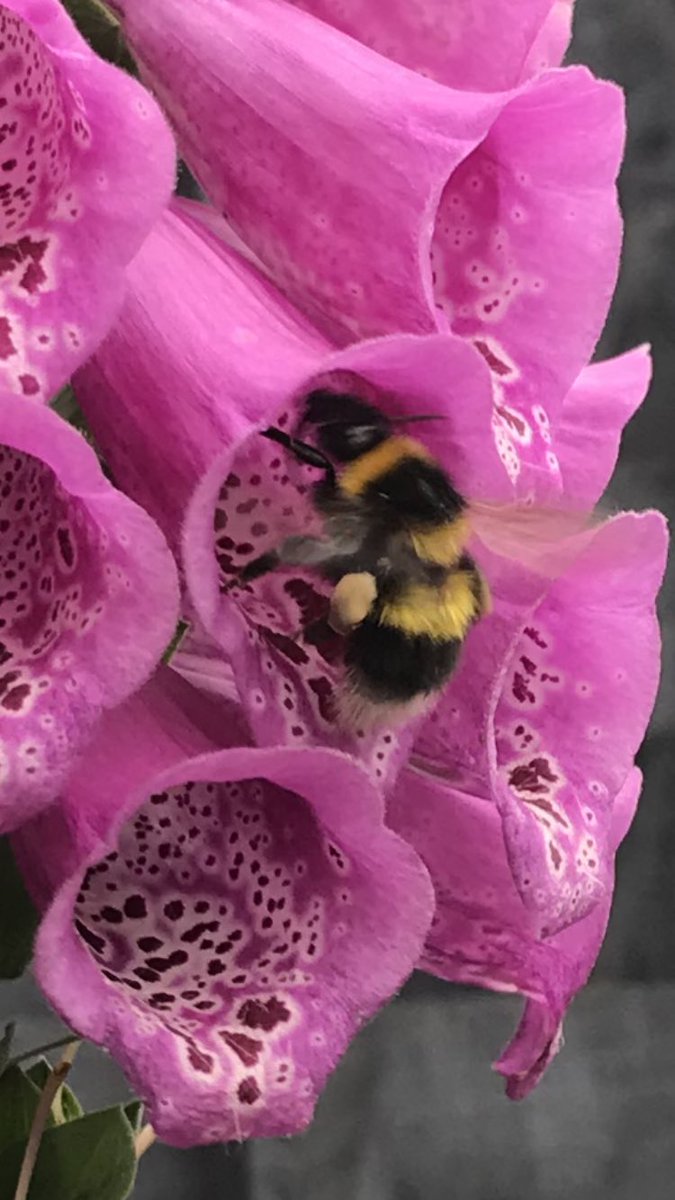Andy6hutch's tweet image. Morning 🌱…. Dull start to the day so here’s a Bee 🐝 shot from the garden to brighten things up. HAPPY DAYS!!! #GardeningTwitter #Foxglove #CottageGarden #BeeFood #BeeTheChange #BumblebeeConservation #SoundOfSummer #FridayVibes