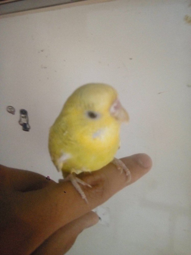 Birb