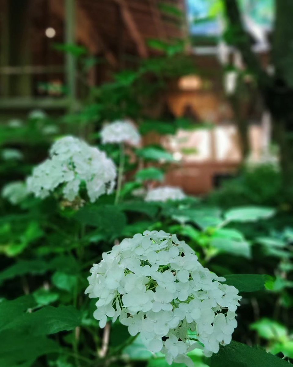 fausalcoy's tweet photo. -

明月院さまから始まり、円応寺さま、一条恵観山荘、鶴岡八幡宮さまと沢山の紫陽花と花手水に癒されました😍
めちゃくちゃ綺麗で素敵でした💕

-

#おしゃんぽ
#はな
#はなまっぷ
#はなすたぐらむ
#カメラ
#カメラ初心者
#カメラ好きな人と繋がり
#はなのあるくらし
#紫陽花
#花手水 https://t.co/4FLUbcL2fy
