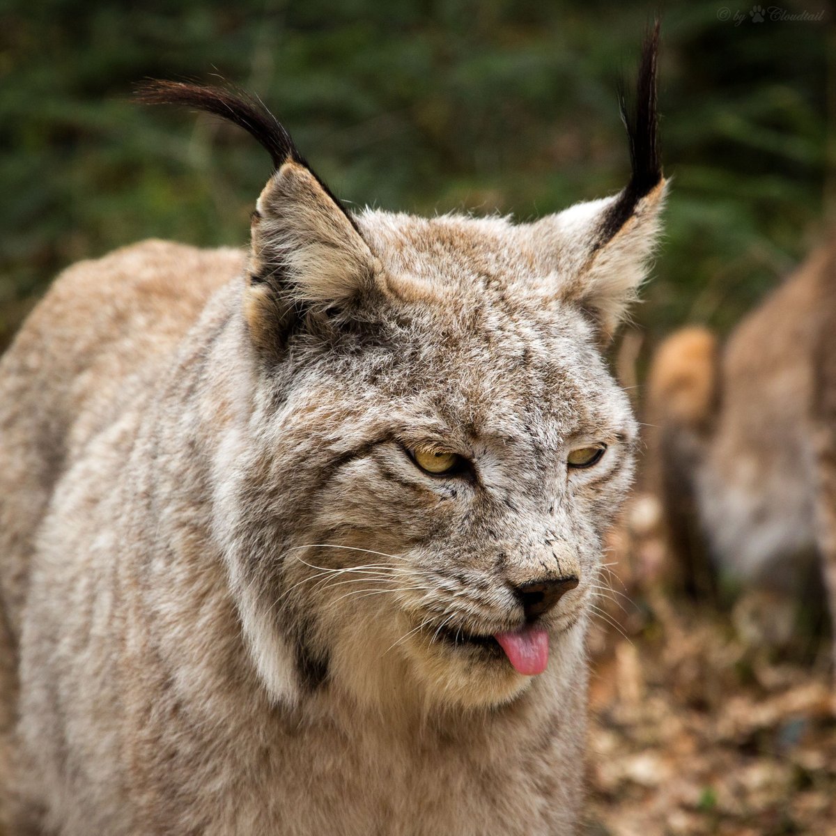 HourlyLynxes presents: