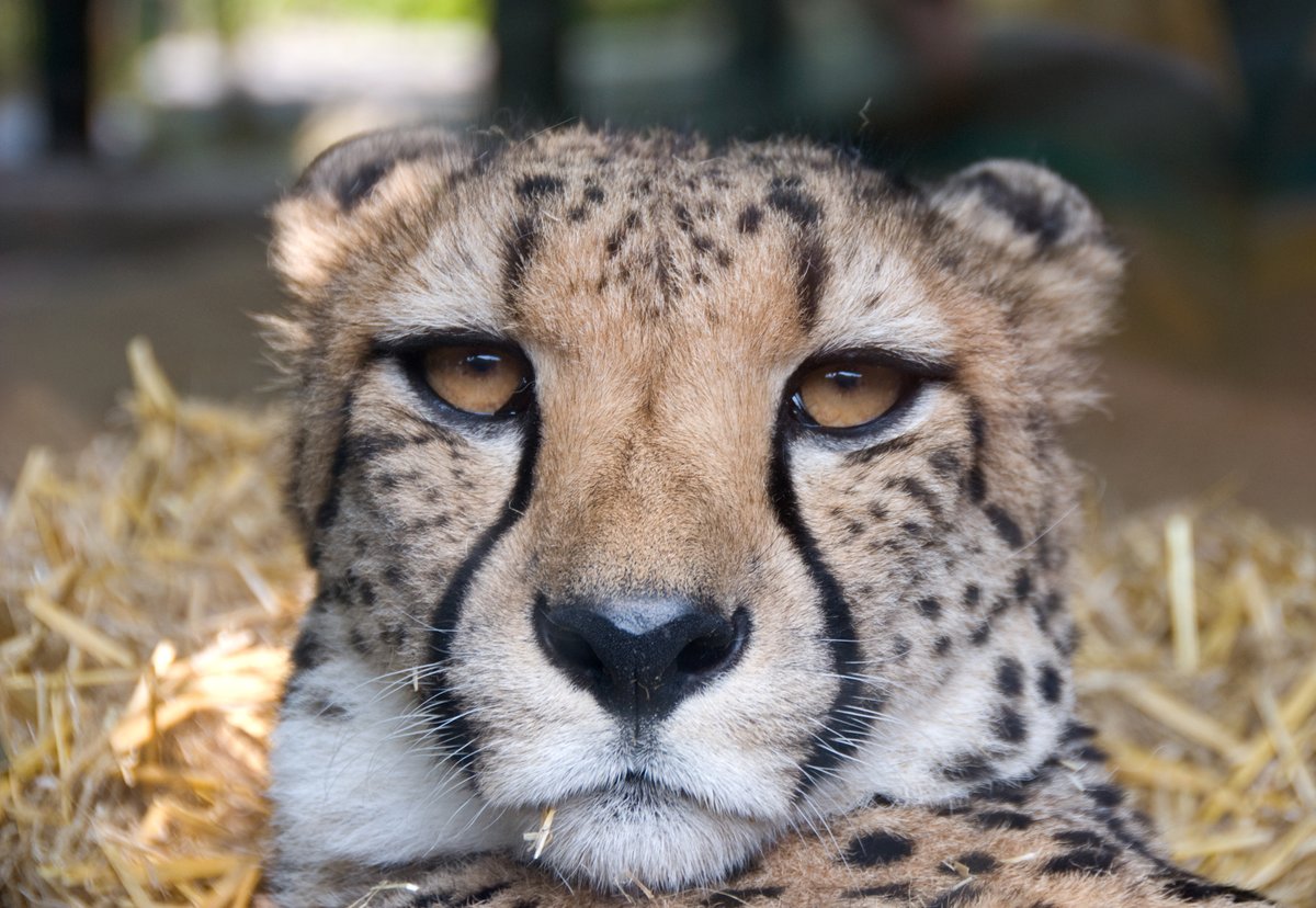 Hourly Cheetahs tweet media