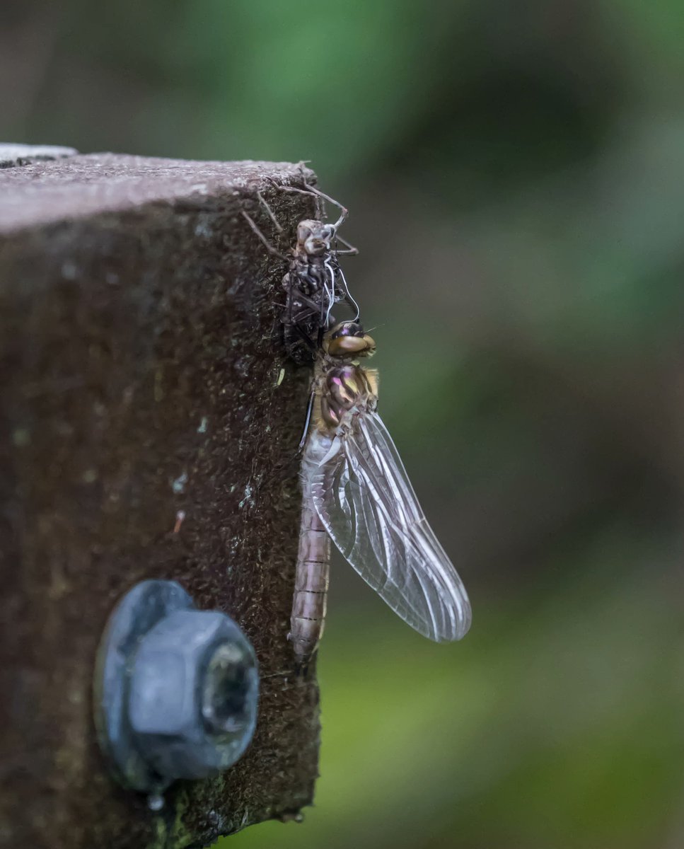 Dragonflies don't have a pupal phase, transitioning straight from larva to adult. During the first part of emergence, the larva redistributes body fluids to allow the head, thorax, legs &amp; wings to push their way out. Pictured dragonfly next to its exuvia, the cast off outer skin.