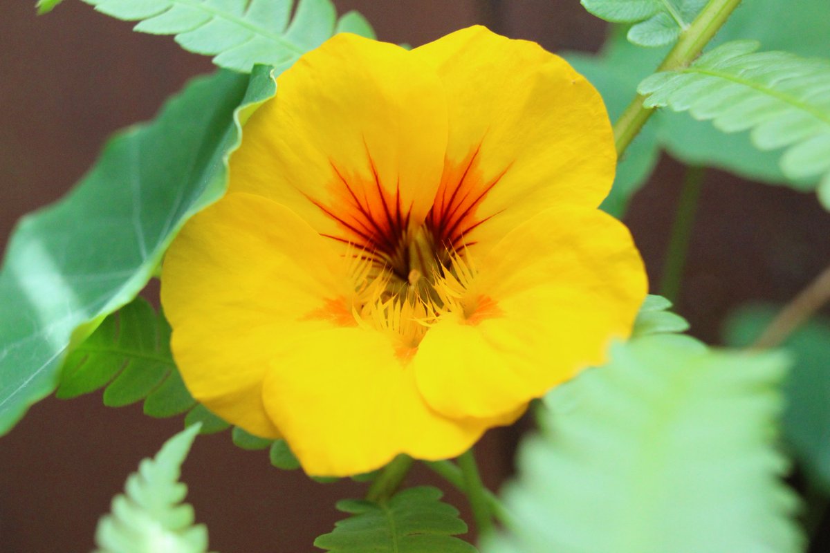 Brittfischer99's tweet photo. I just had to take a close up shot of this perfect nasturtium flower 💛🏵️🧡 https://t.co/Povmf0bgtq