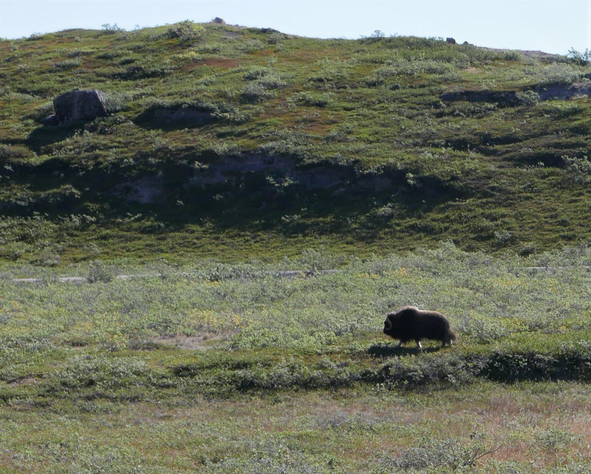 New in @sciencemagazine 📣
Muskoxen and caribou slow tundra diversity decline associated with diminishing Arctic sea ice extent during a 15 years period. Led by Eric Post🌟
scim.ag/36d