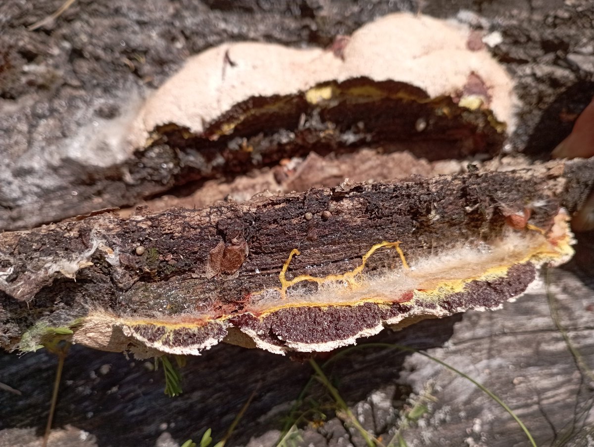 Bomber9150's tweet photo. This is a slime mold mushroom, I don’t remember the name, but I remember that when this mushroom consists of only four cells, it can move
#Ukraine #Dnipro #Travel #nature #mashrum https://t.co/xHhu9OpRG1