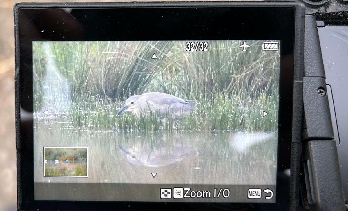 Just now at adwick <a href="/Barnsleybsg/">Barnsley Birders</a>