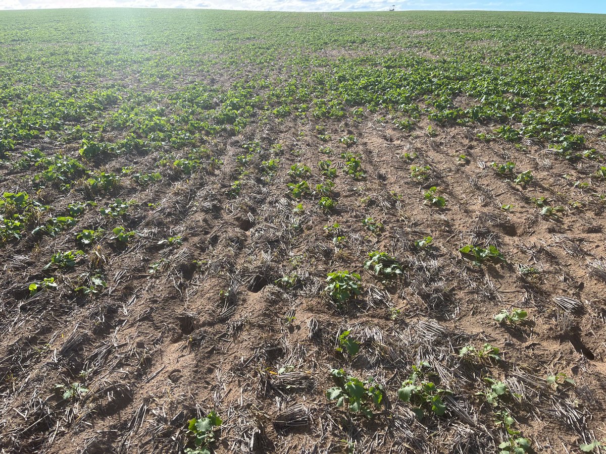 lubin_stringer's tweet image. The mice are driving me mad, we will spread bait again here soon, the 5th time this season, hopefully the last 🤞