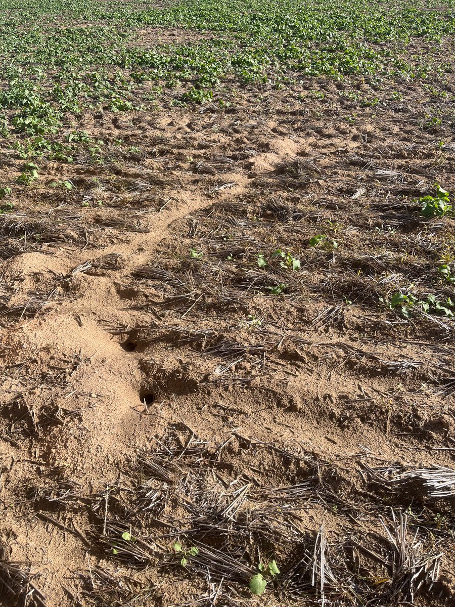 lubin_stringer's tweet image. The mice are driving me mad, we will spread bait again here soon, the 5th time this season, hopefully the last 🤞