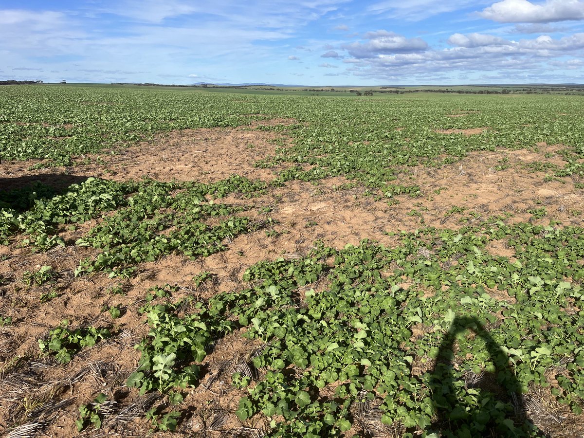 lubin_stringer's tweet image. The mice are driving me mad, we will spread bait again here soon, the 5th time this season, hopefully the last 🤞