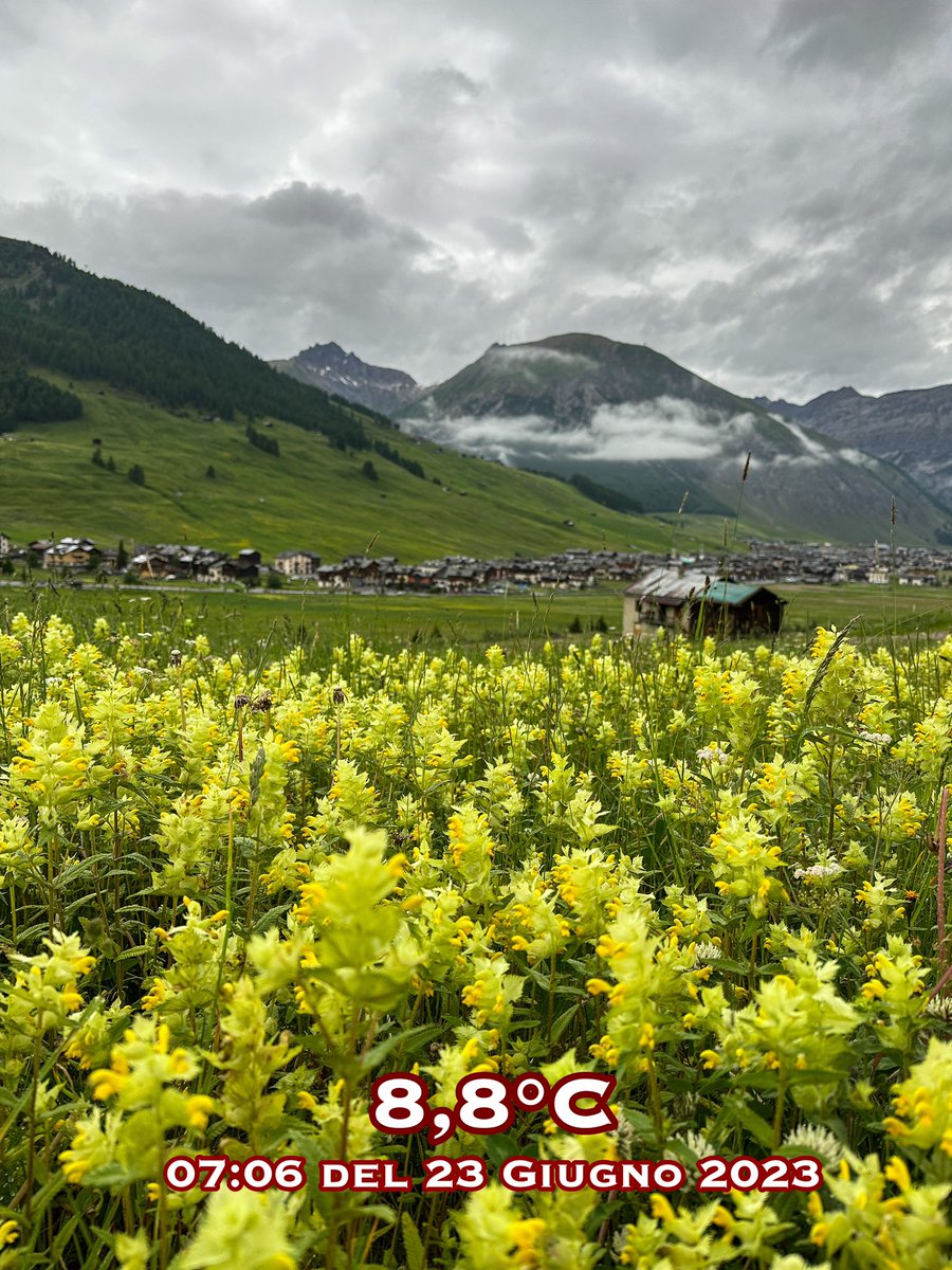 TuttoLivigno's tweet photo. …un campo di Astragalo per il buongiorno di oggi da Livigno, stamattina vedo nuvole, ma non sento la pioggia cadere, vanno bene come previsioni del tempo ?😊🤗
#livigno #tuttolivigno #alivigno #mountains #flowers #astragalo #naturelivigno #weatherlivigno https://t.co/a9a8N6rMQw