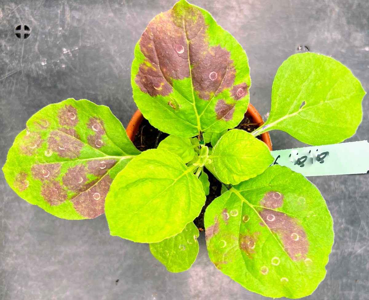 Typical post after a practical course of @HHU students with #CPGE team <a href="/WeberLab_HHU/">WeberLab</a>. One topic relies on using reporter proteins in plant science, especially while establishing transformation protocols. We use the RUBY reporter (He et al., 2020) to convert tyrosin into betalain.