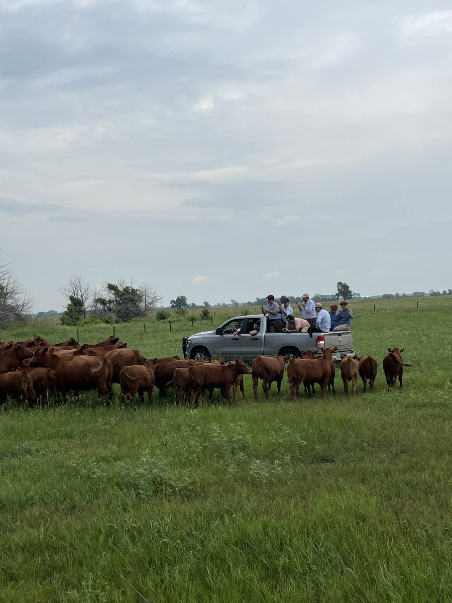 De Gira por USA

Día 3 Dvorak Red Angus
