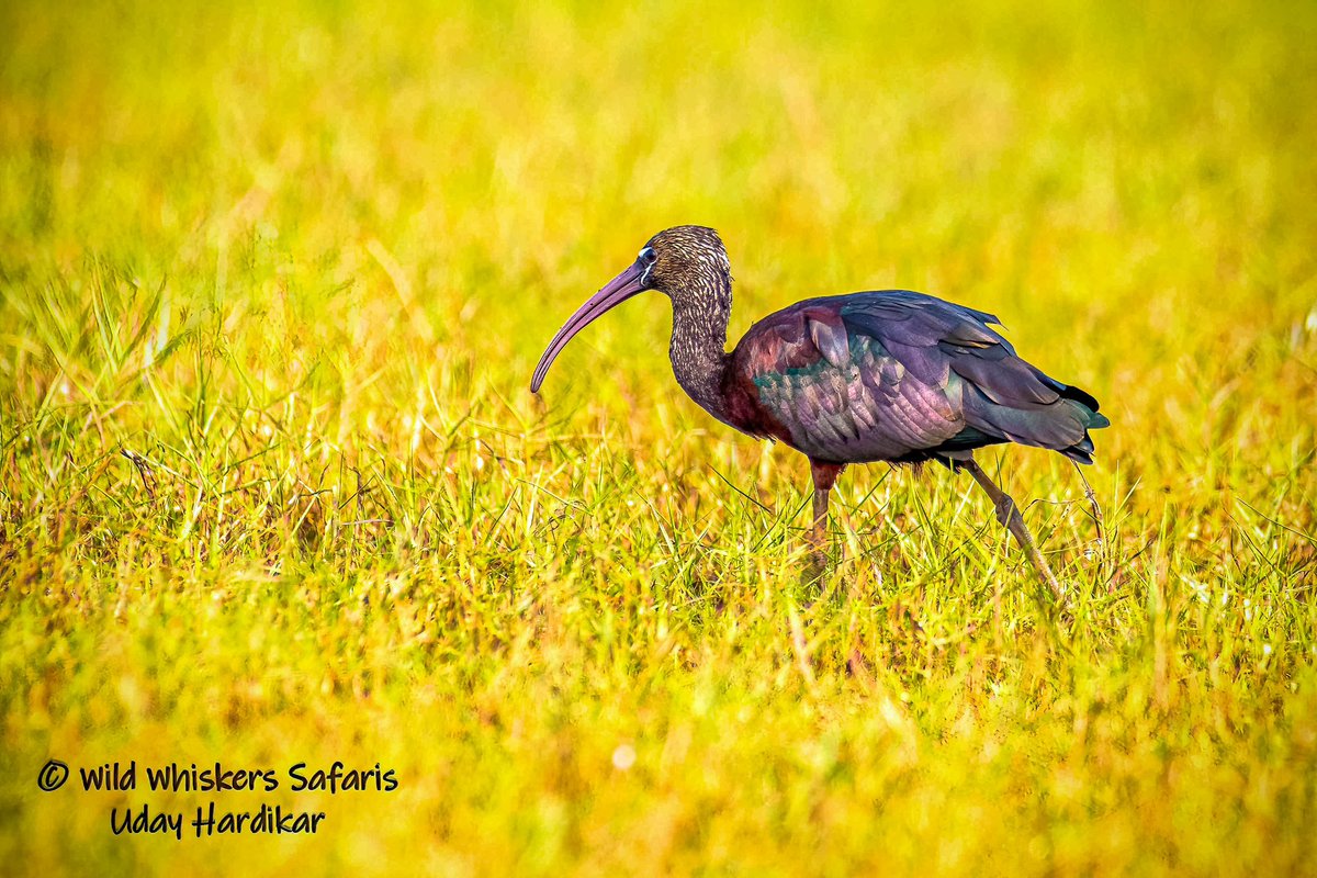 Totally justifying its name

Glossy ibis

Mangalajodi wetlands near Bhubaneshwar, Odisha - January 2023

#mangalajodi #odisha 
#BBCWildlifePOTD #ThePhotoHour 
#IndiAves #nikonphotography #BirdsOfTwitter #TwitterNatureCommunity 
#natgeoindia #westbengal #India @NikonIndia