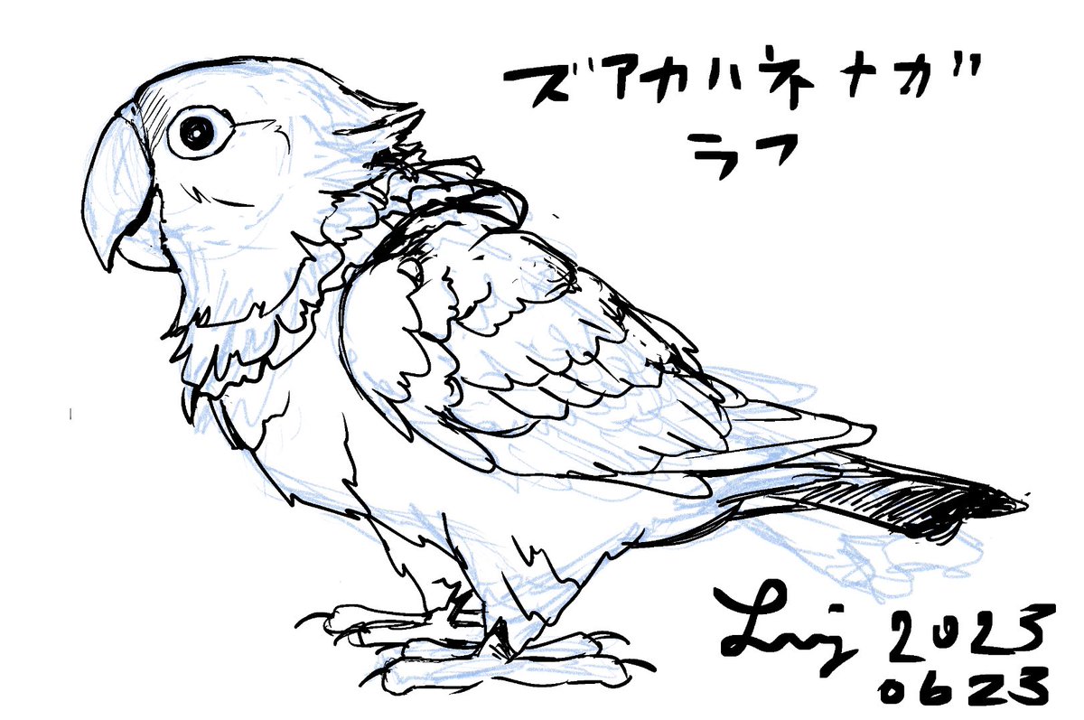 ズアカハネナガインコ🦜ラフ 第1稿  少し頭大きすぎな気もするけど、特徴的なくちばし周りは結構再現出来たかもしれない(❁'ω`❁)