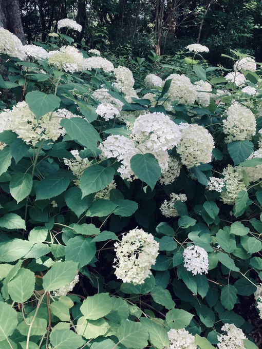 紫陽花見て来たー!