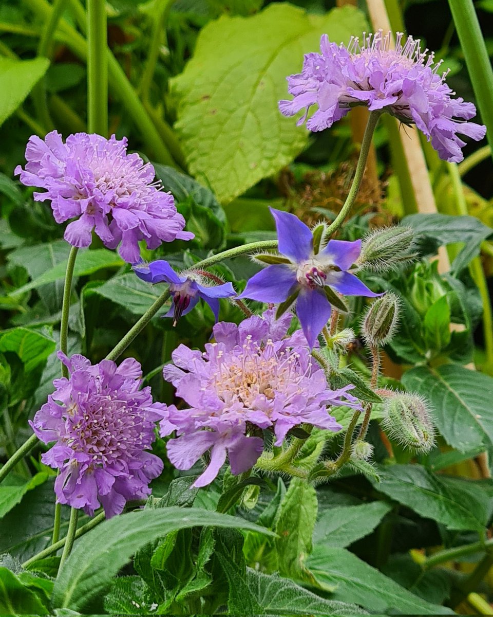 IsaVerbist's tweet photo. Starflower and scabious for #flowersonfriday 💜💙
#borago #starflower #fieldscabious
#scabious #wildflowerhour
#channel169 #naturelovers #GardeningTwitter #ThePhotohour  #TwitterNatureCommunity  #NaturePhotography #Flowers #flowerphotography #flower #NatureBeauty https://t.co/DFnddAy75k